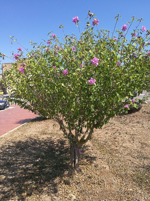 Hibiscus? S, cv di Hibiscus syriacus