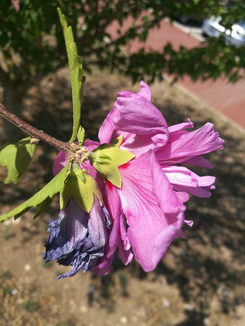 Hibiscus? S, cv di Hibiscus syriacus