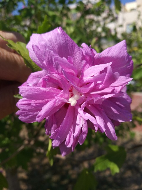 Hibiscus? S, cv di Hibiscus syriacus