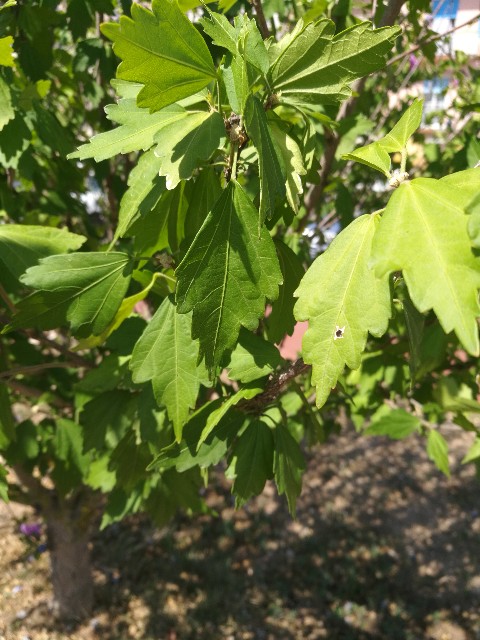 Hibiscus? S, cv di Hibiscus syriacus