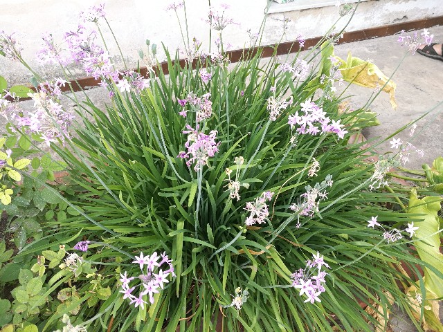 Tulbaghia violacea (Amaryllidaceae)