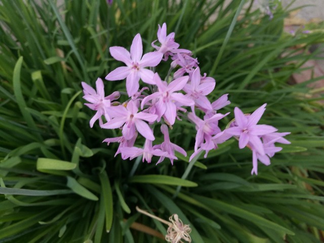 Tulbaghia violacea (Amaryllidaceae)