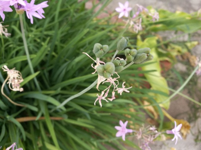 Tulbaghia violacea (Amaryllidaceae)