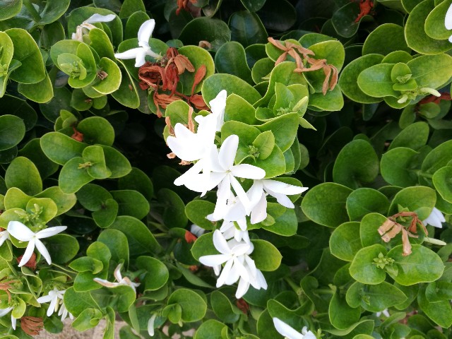 Carissa macrocarpa (Apocynaceae)