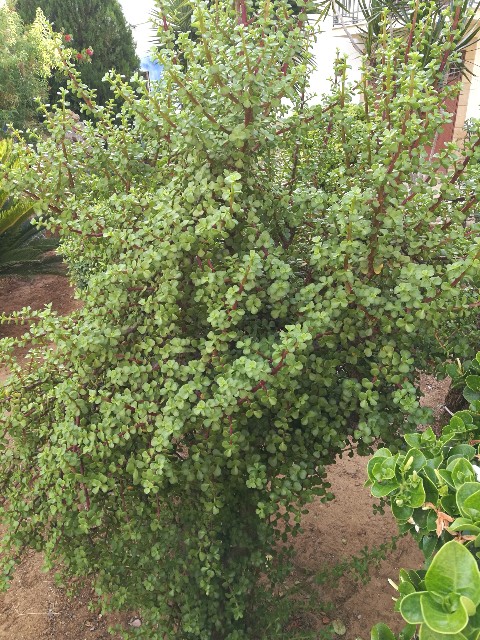 Portulacaria afra (Didiereaceae)