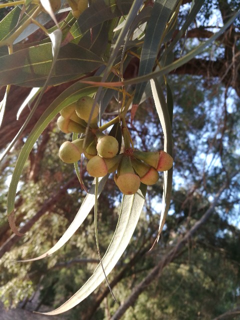 Eucaliptus quale specie?  Eucalyptus gomphocephala