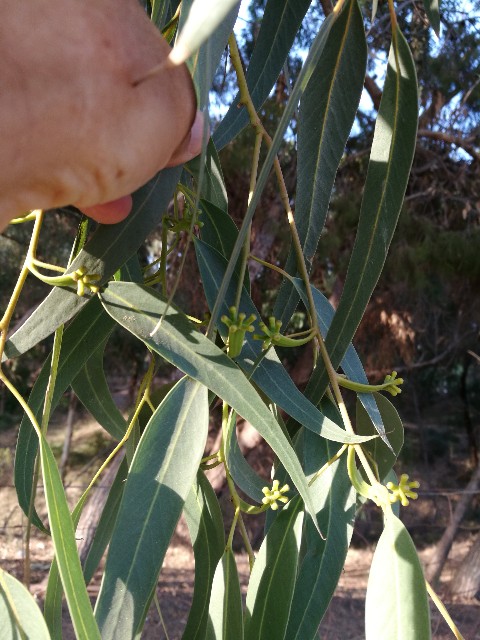 Eucaliptus quale specie?  Eucalyptus gomphocephala