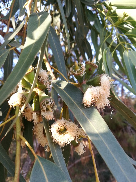 Eucaliptus quale specie?  Eucalyptus gomphocephala