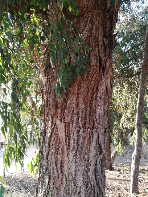 Eucaliptus quale specie?  Eucalyptus gomphocephala