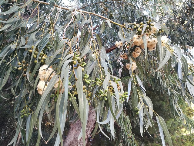 Eucaliptus quale specie?  Eucalyptus gomphocephala