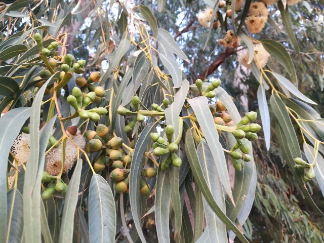 Eucaliptus quale specie?  Eucalyptus gomphocephala