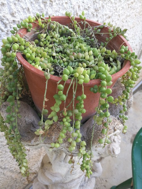 Curio rowleyanus / Pianta dei rosari (Asteraceae)
