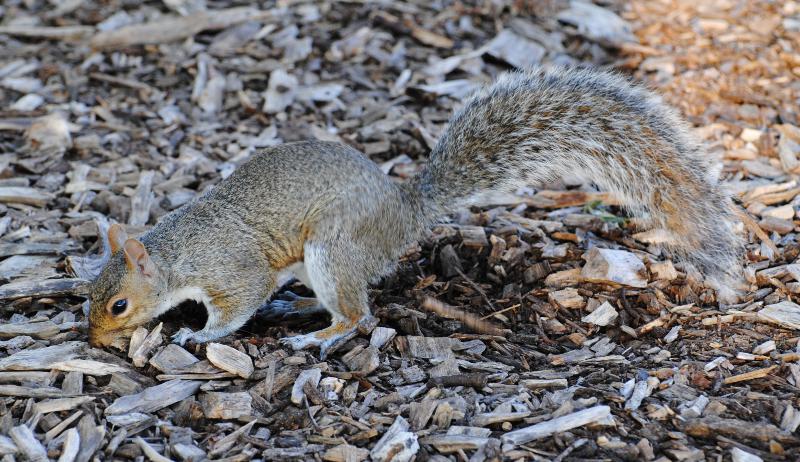 USA - Chipmunk- Tamias striatus