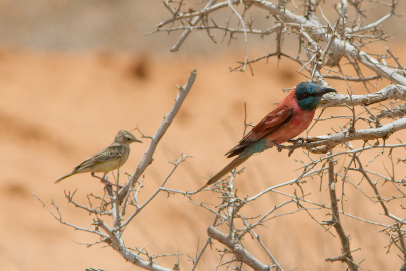 Pispola Kenya.