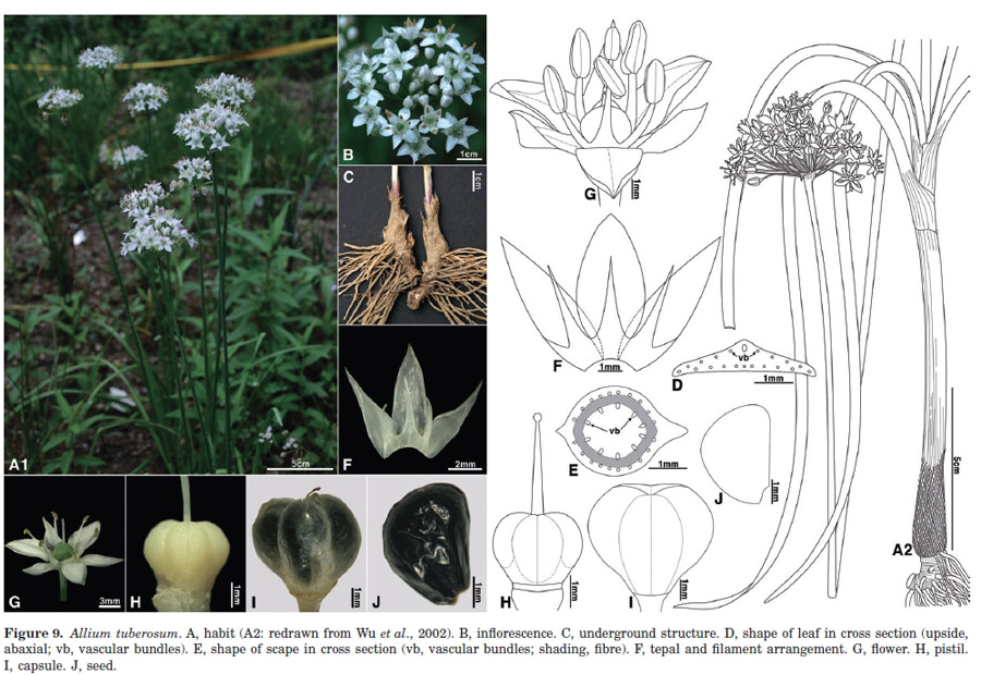 Allium ramosum (Amaryllidaceae) ?  No, allium tuberosum