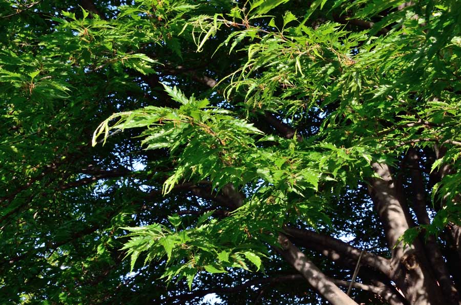 Albero da identificare - Fagus sylvatica var.asplenifolia ?