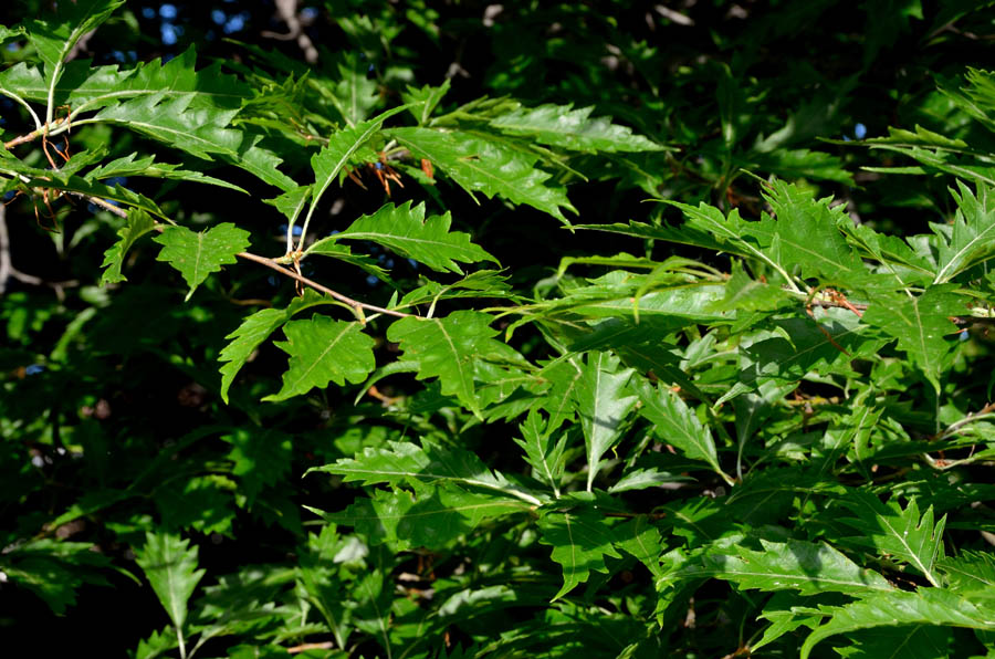 Albero da identificare - Fagus sylvatica var.asplenifolia ?