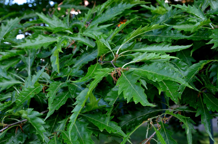 Albero da identificare - Fagus sylvatica var.asplenifolia ?
