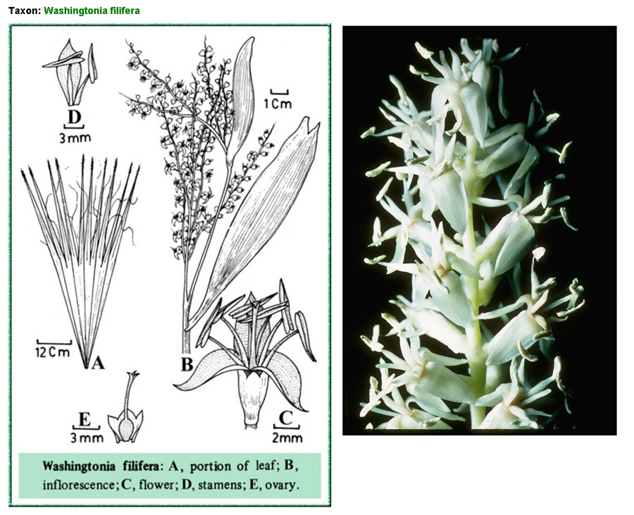 Wascingtonia filifera(Palma californiana): Monoica o dioica?