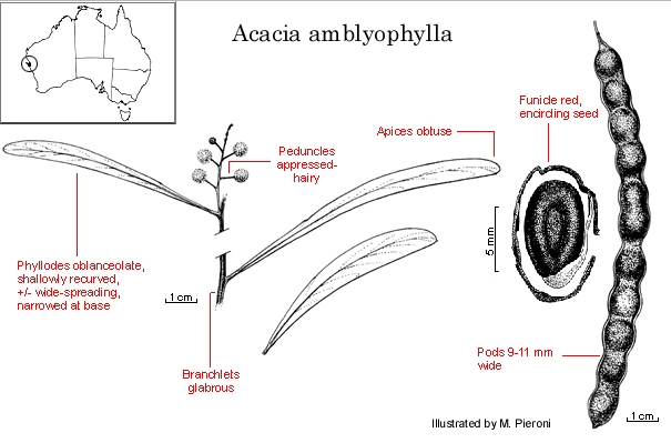 Dall''Australia (WA):  Acacia  ligulata