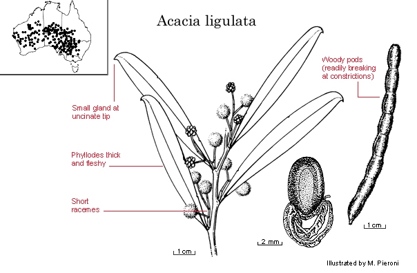 Dall''Australia (WA):  Acacia  ligulata