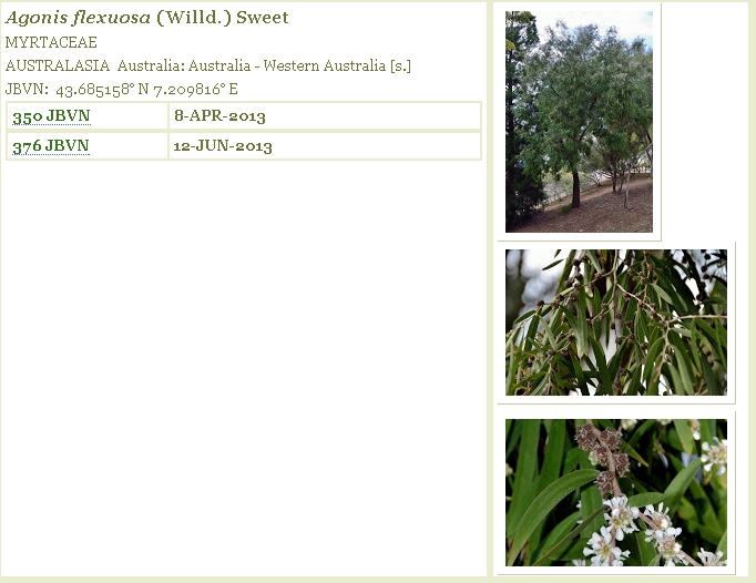 Dall''Australia (WA):  Agonis flexuosa (Myrtaceae)