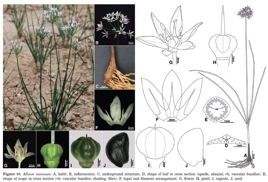 Allium ramosum (Amaryllidaceae) ?  No, allium tuberosum