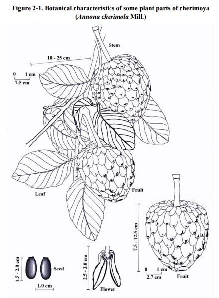 piante Kenia:  Annona cfr. squamosa