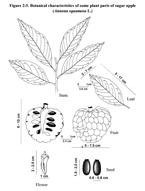 piante Kenia:  Annona cfr. squamosa