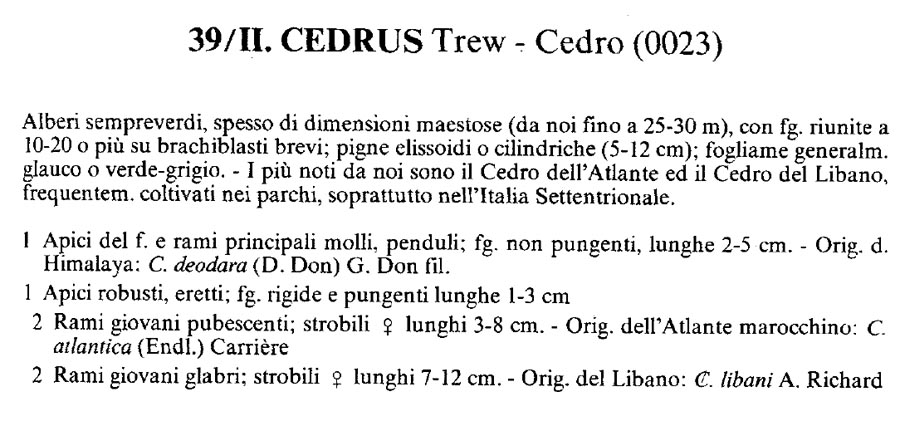 Specie di Cedri: Cedrus deodora