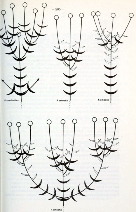 dal Sud Africa: Felicia amoena ssp. latifolia (Asteraceae)