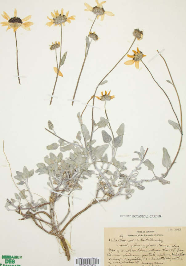 Dalla California: Helianthus niveus  (Asteraceae)
