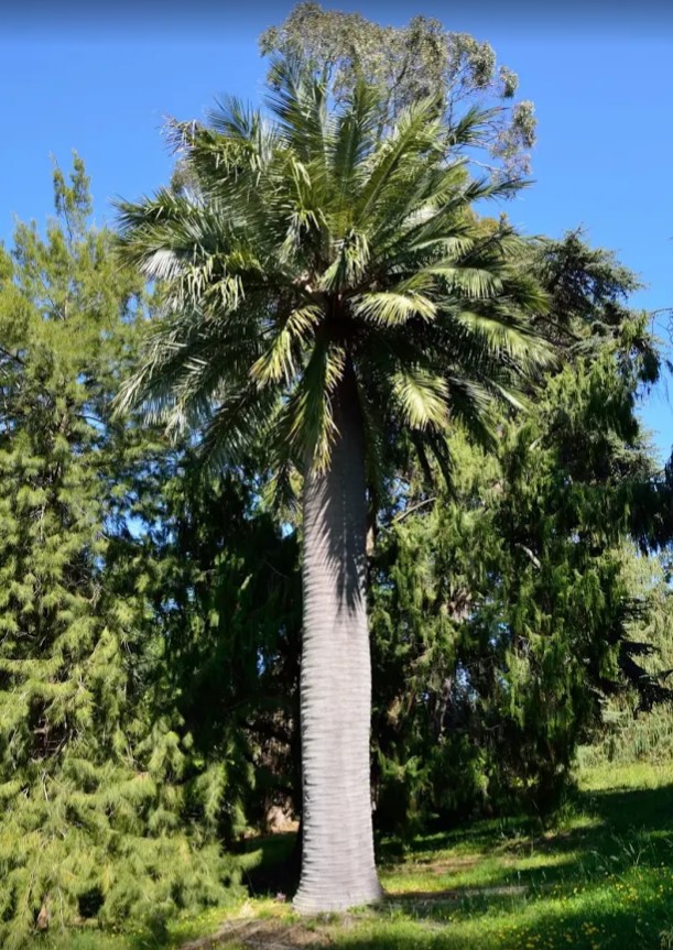 Noce di....Jubaea chilensis (Arecaceae)