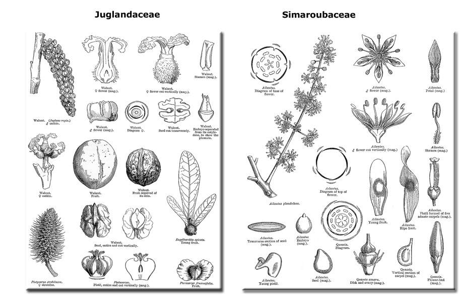 Juglans nigra L..