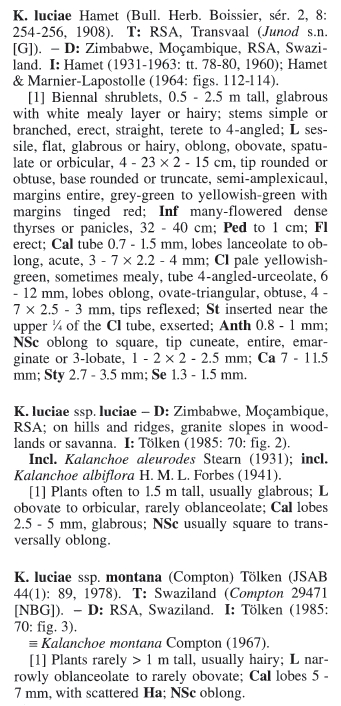 Dall''Australia (WA): Kalanchoe sp. (K. thyrsiflora o K.luciae) - Crassulaceae