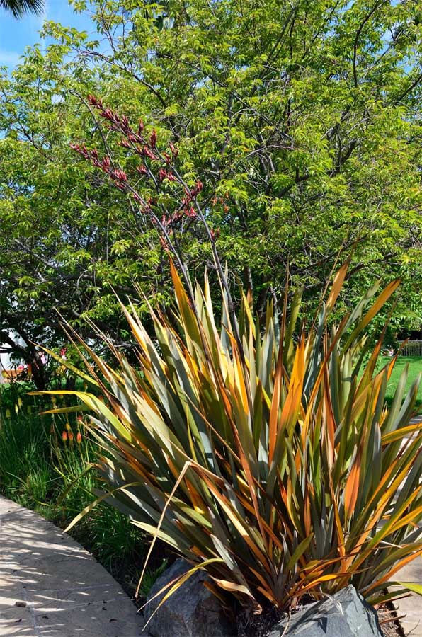 cv di Phormium cookianum (Asphodelaceae) [cfr.]