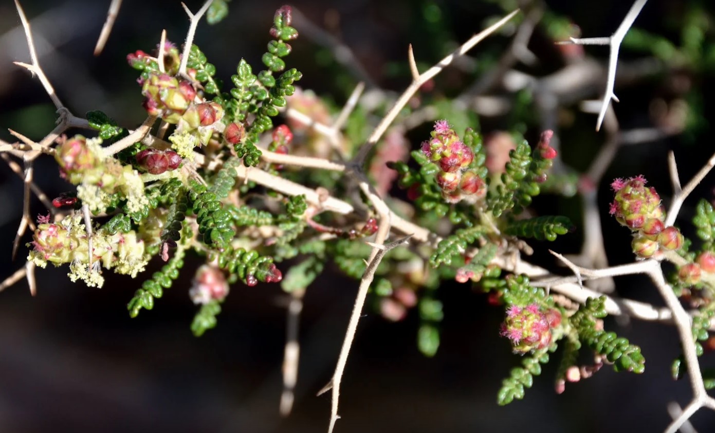 Poterium spinosum (Rosaceae) - Pianta non spontanea