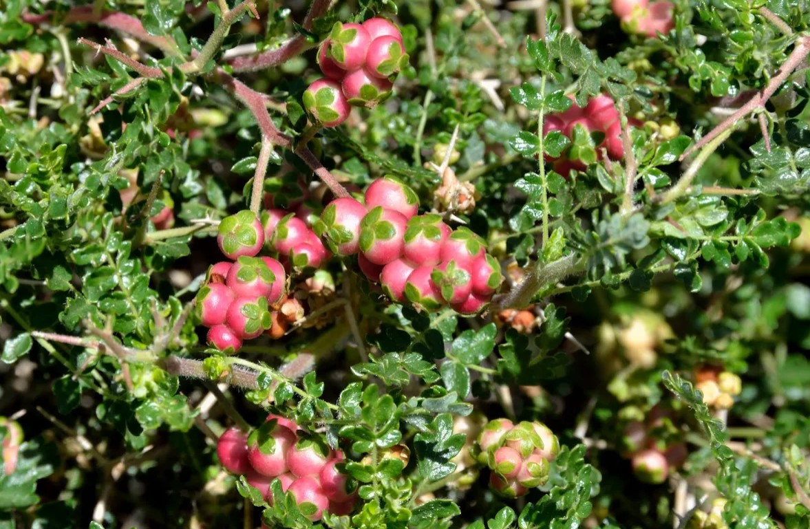 Poterium spinosum (Rosaceae) - Pianta non spontanea