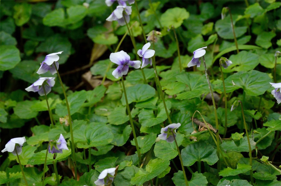 Fiore dall''Australia (WA):  Viola banksii