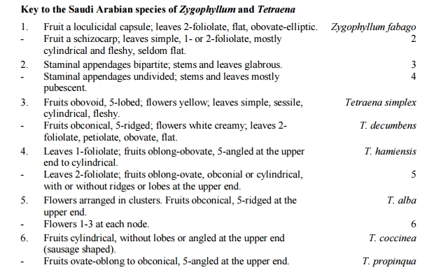 Da Marsa Alam(Egitto): Amaranthaceae? No, Zygophyllaceae: Tetraena alba