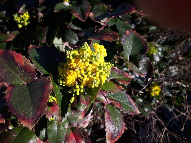 Berberis (=Mahonia) aquifolium (cfr.)