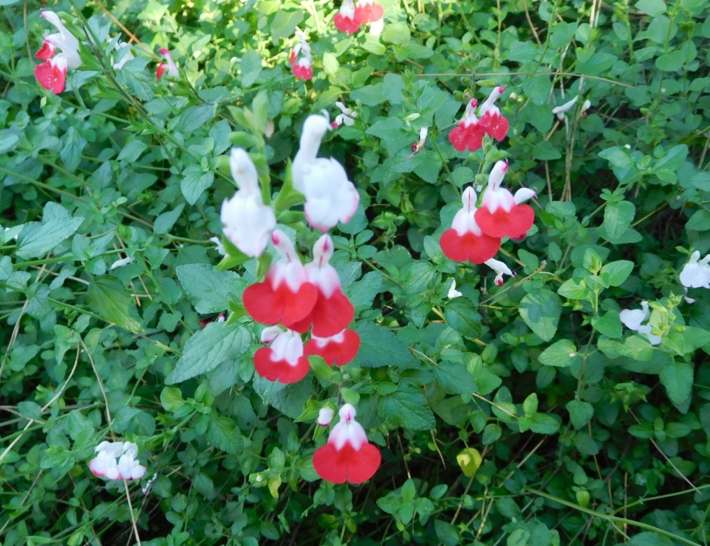 Salvia microphylla ''Hot Lips''
