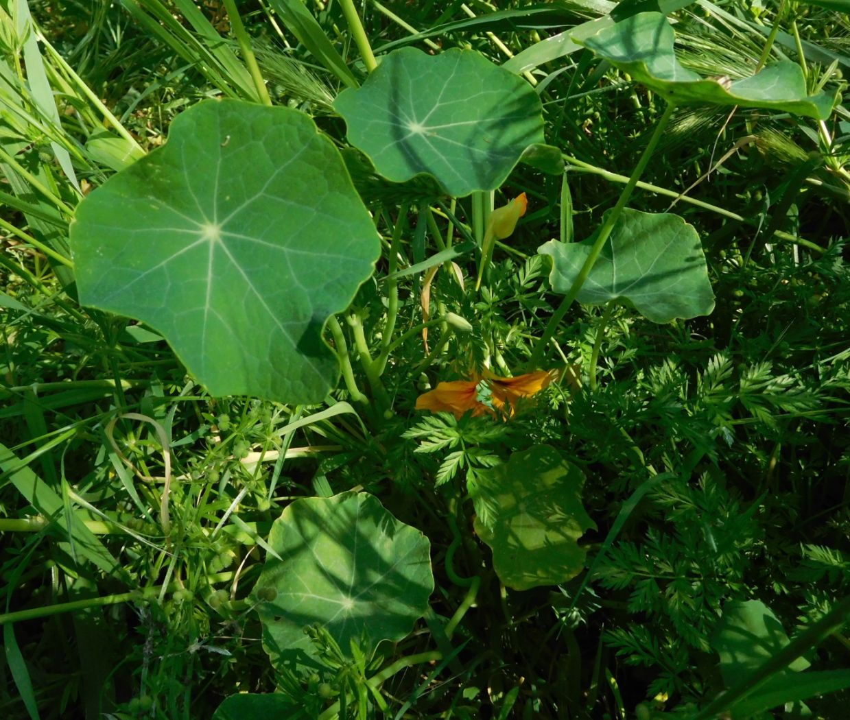 Nasturzio /  Tropaeolum majus  (Tropaeolaceae)