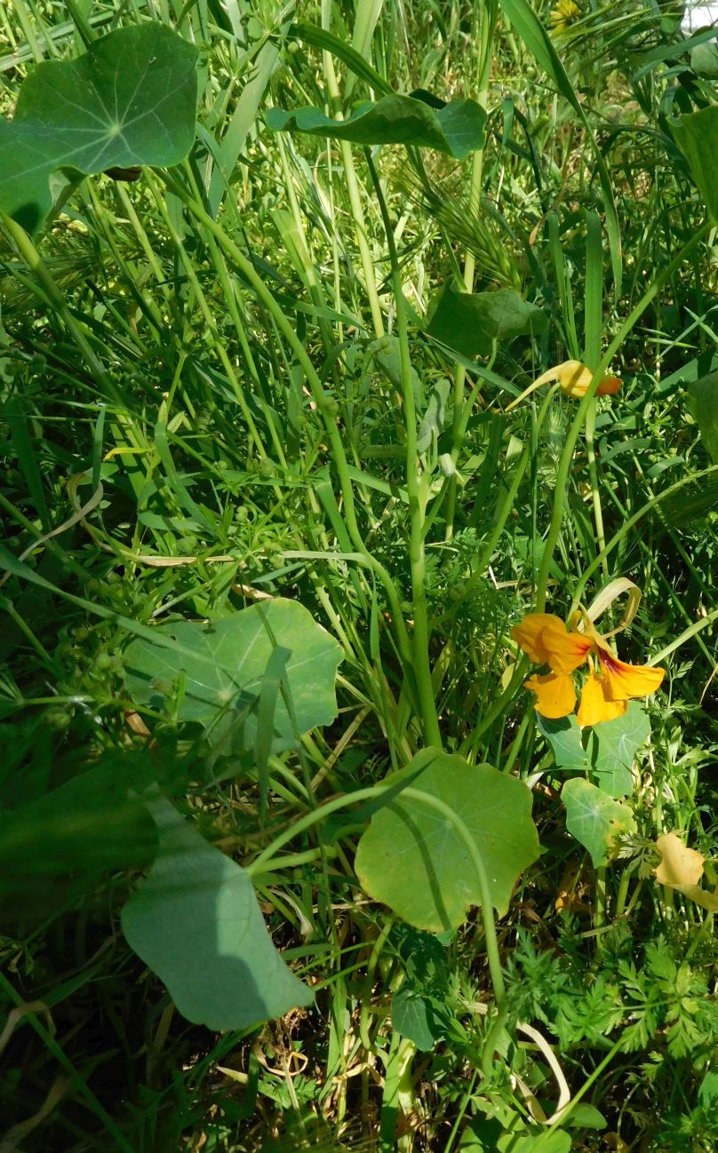 Nasturzio /  Tropaeolum majus  (Tropaeolaceae)