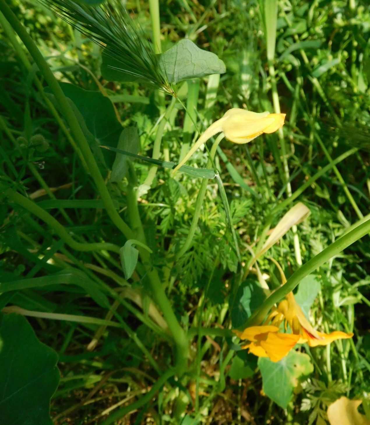 Nasturzio /  Tropaeolum majus  (Tropaeolaceae)