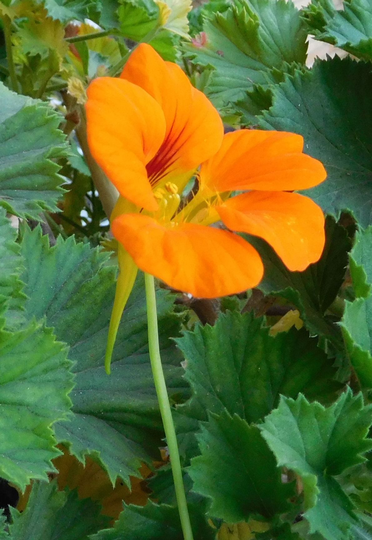 Nasturzio /  Tropaeolum majus  (Tropaeolaceae)