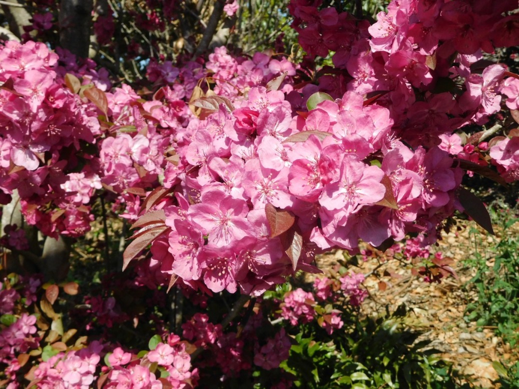 cv di Prunus sp. (ciliegio ornamentale giapponese)