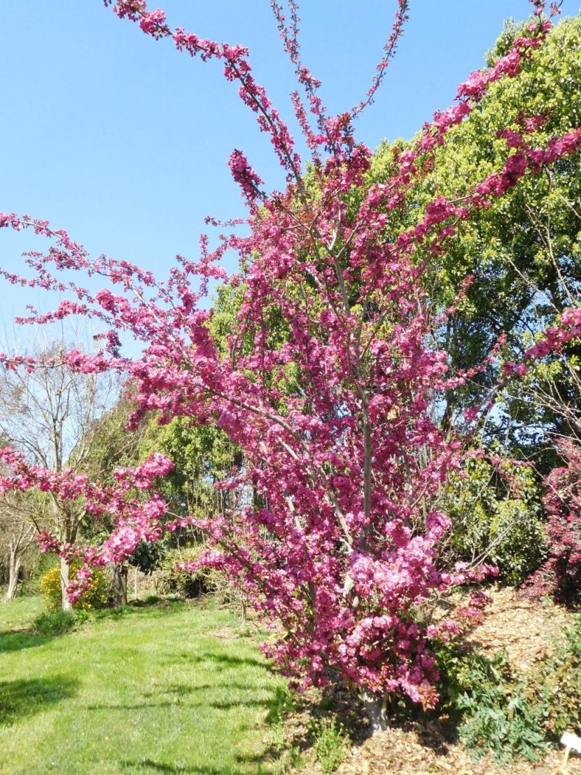 cv di Prunus sp. (ciliegio ornamentale giapponese)