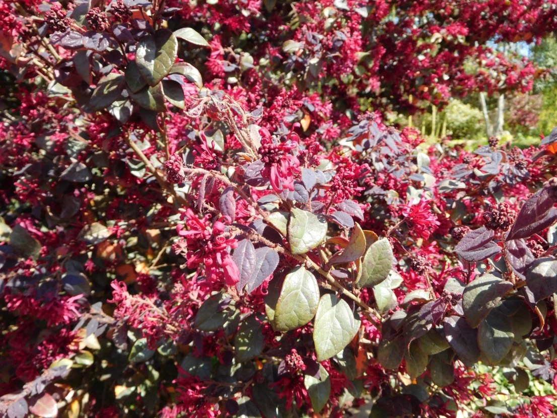 Loropetalum chinense (Hamamelidaceae)