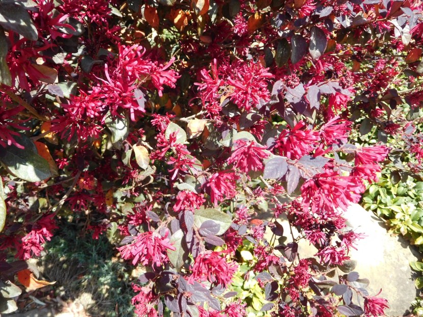 Loropetalum chinense (Hamamelidaceae)